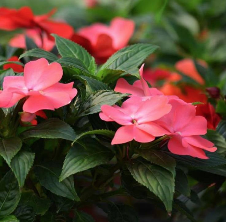 The method of growing the phoenix