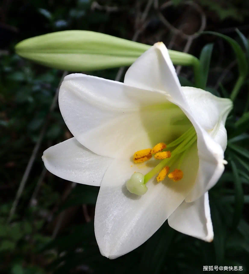 百合花的种植方法