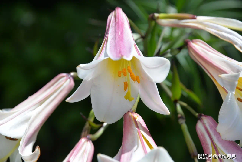 百合花的种植方法