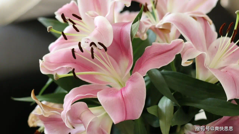 百合花的种植方法