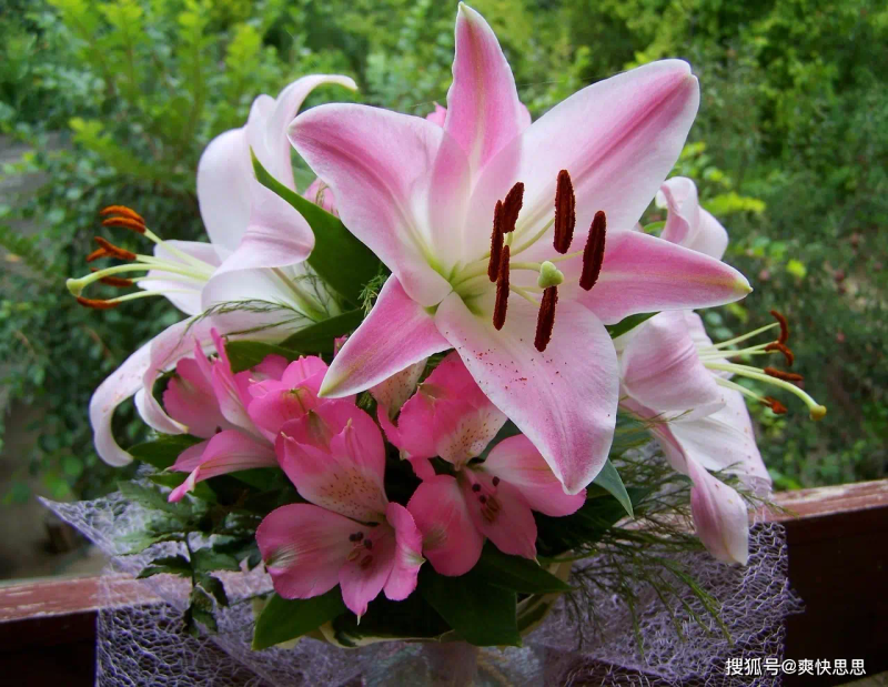 百合花的种植方法