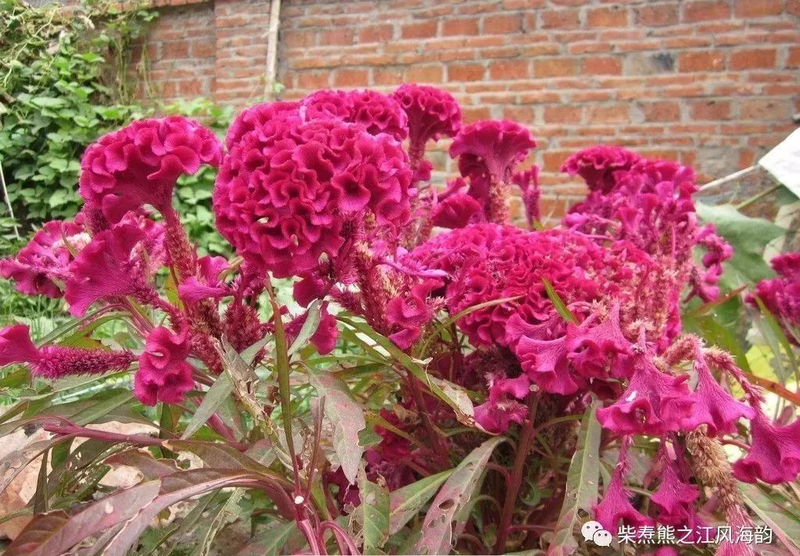 The method of growing the phoenix