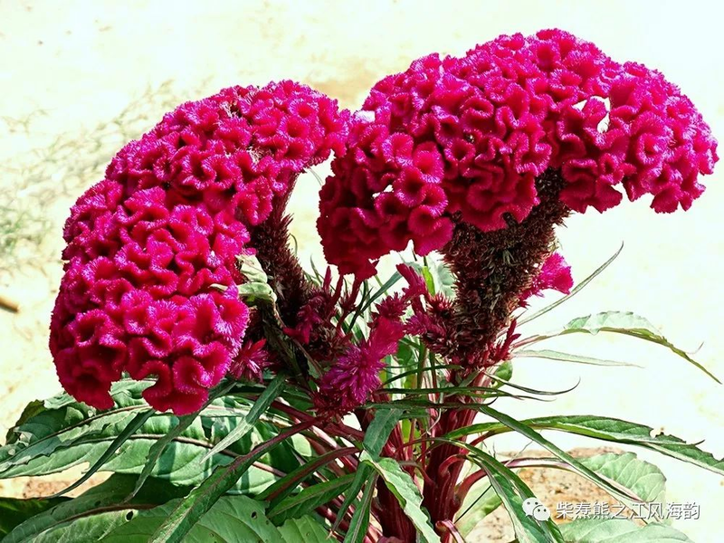 The method of growing the phoenix