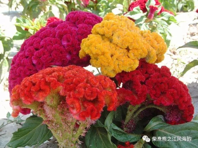 The method of growing the phoenix