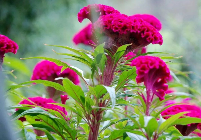 The method of growing the phoenix