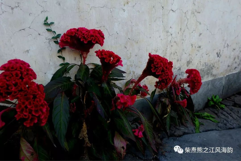 The method of growing the phoenix