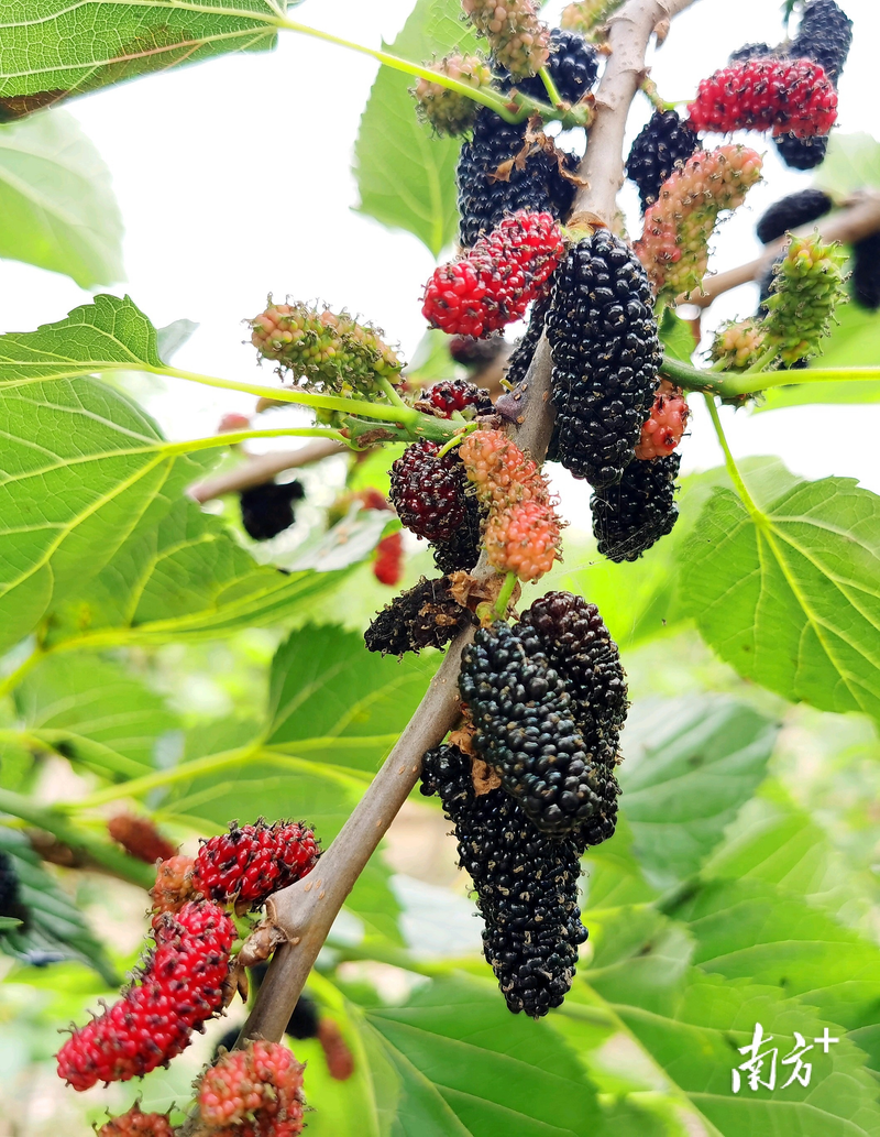 Fruit suitable for subtropical cultivation