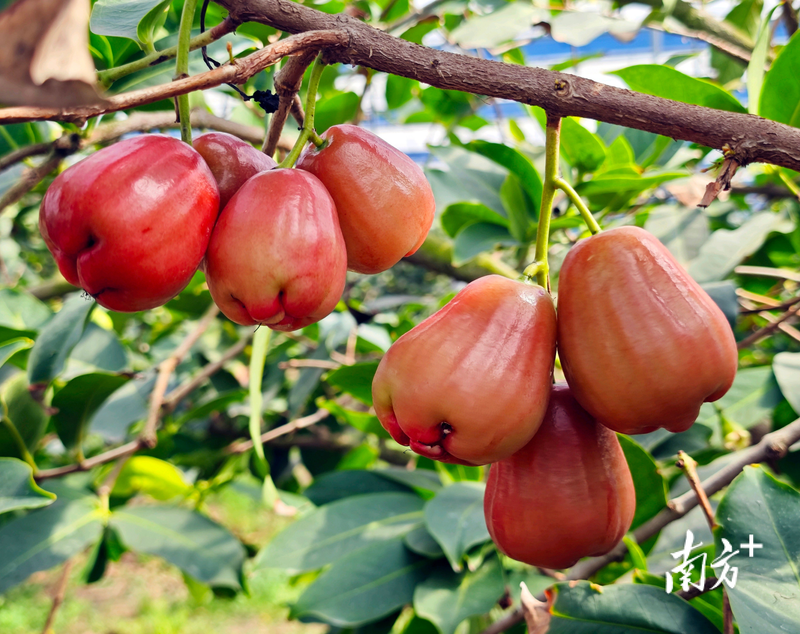 Fruit suitable for subtropical cultivation
