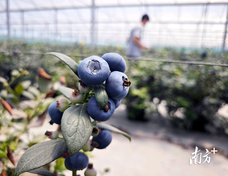 Fruit suitable for subtropical cultivation