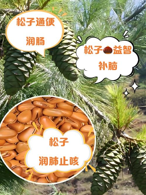 Pine seedling cultivation methods