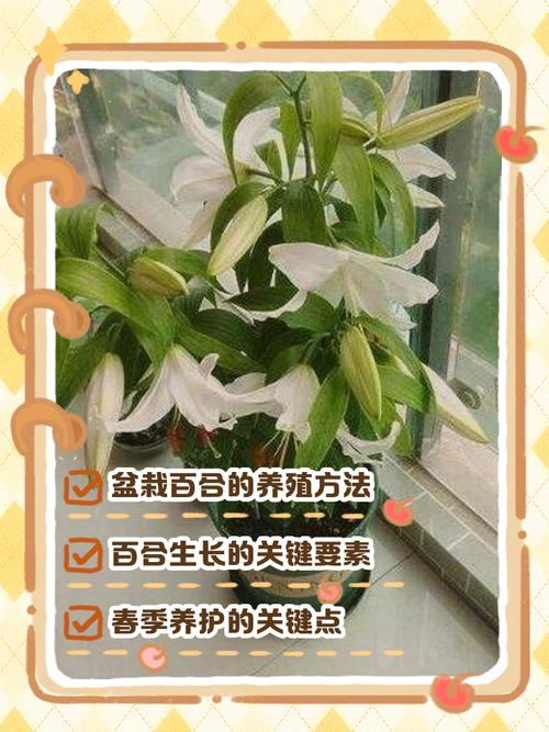 The method of planting lilies
