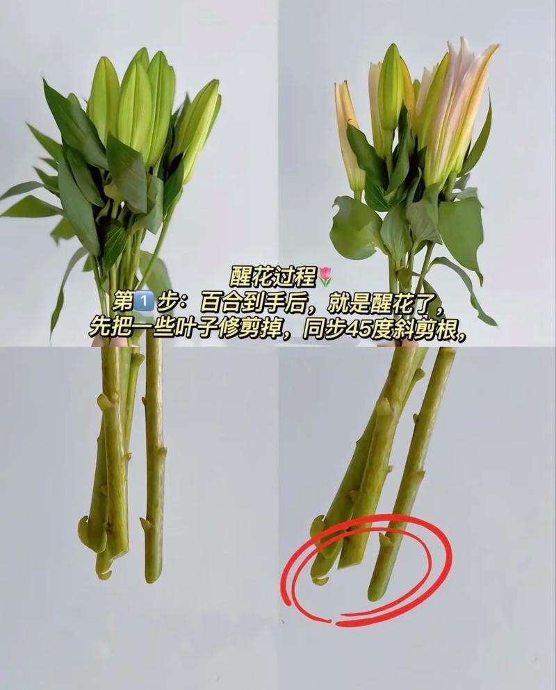 The method of planting lilies