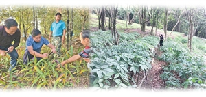 产业兴绿色资源变优势