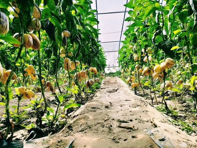 Characteristics of facilities agriculture