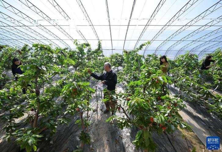 Characteristics of facilities agriculture