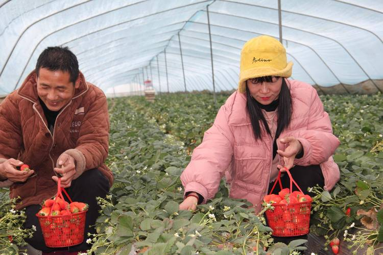 Characteristics of facilities agriculture