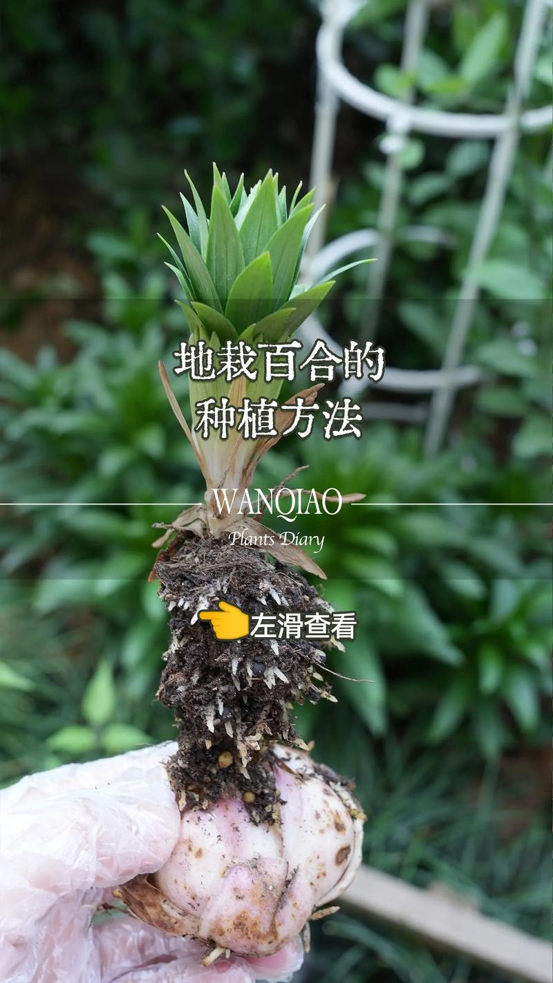 The method of planting lilies
