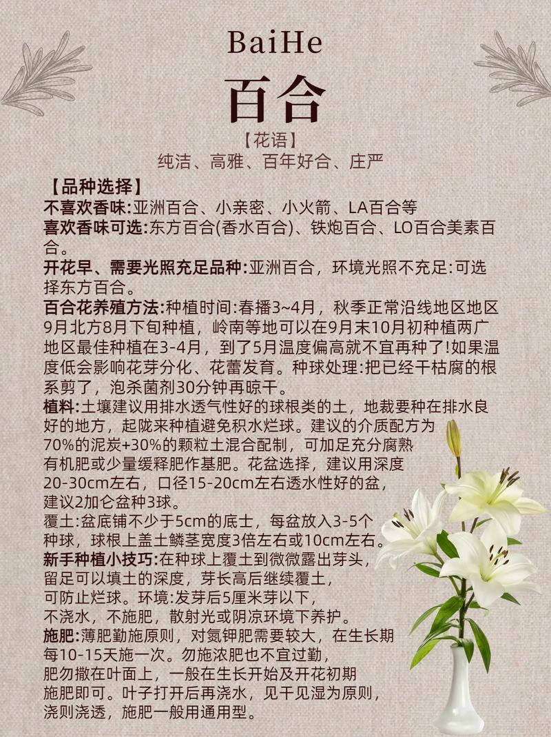 The method of planting lilies