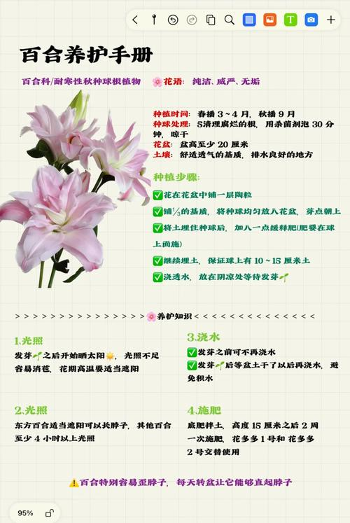 The method of planting lilies