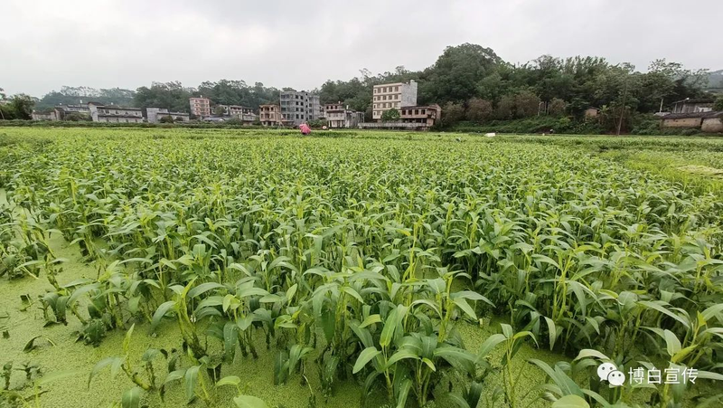 空心菜种植方法
