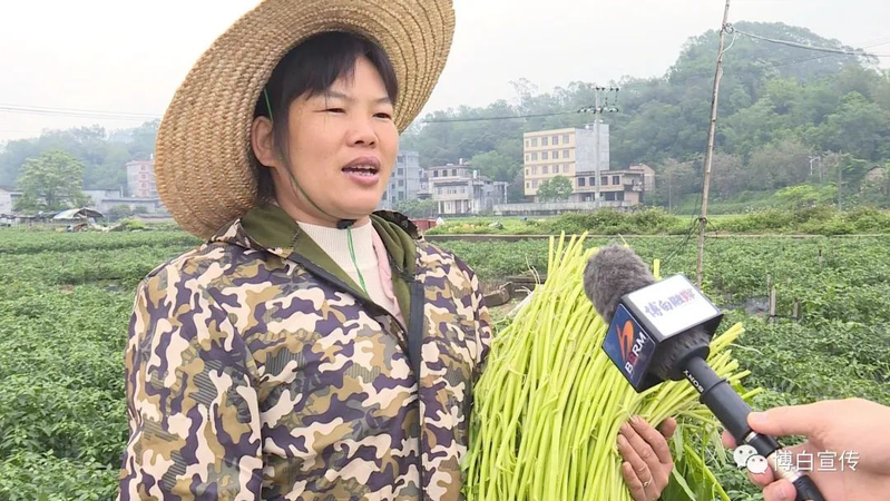 空心菜种植方法