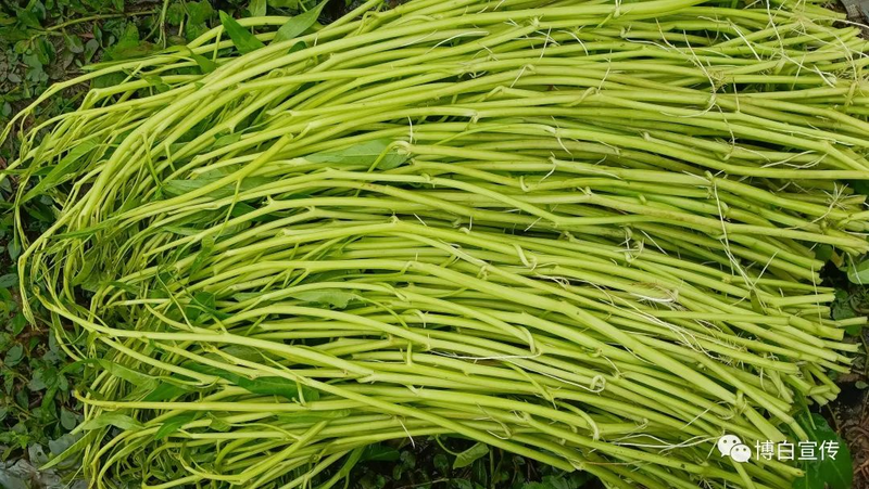 空心菜种植方法