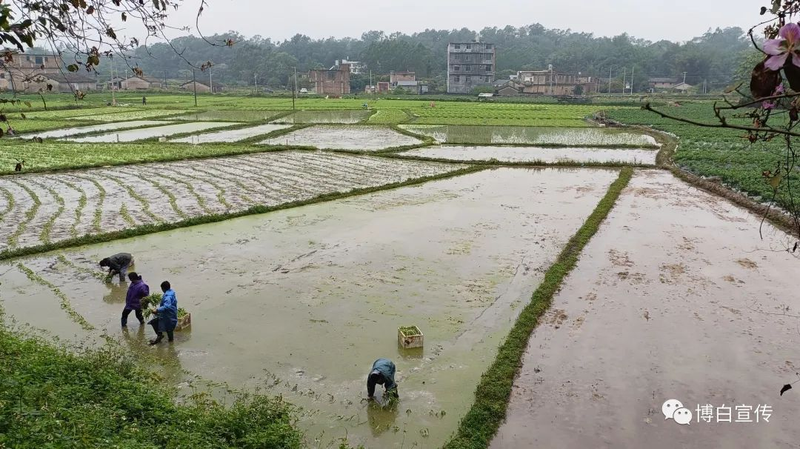 空心菜种植方法