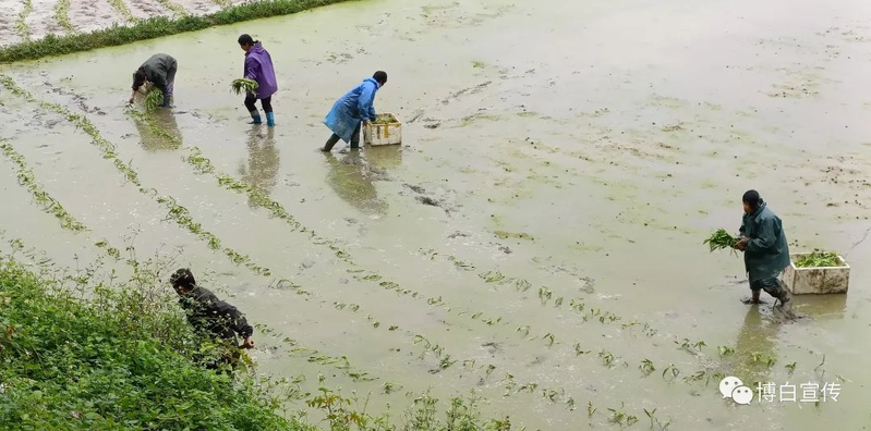 空心菜种植方法