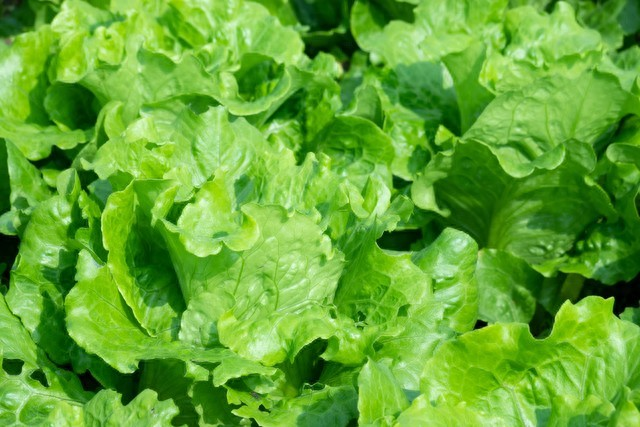 How do you grow the pots