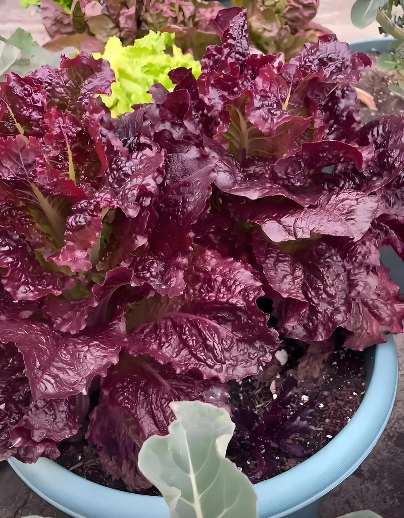 How do you grow the pots