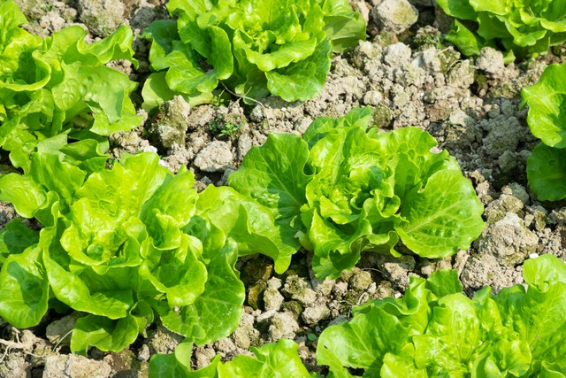 How do you grow the pots