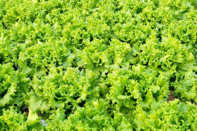 How do you grow the pots