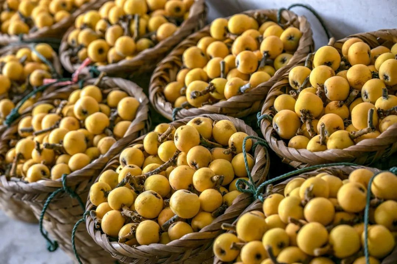 Fruit suitable for subtropical cultivation