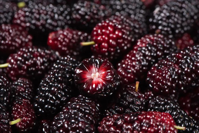 Fruit suitable for subtropical cultivation