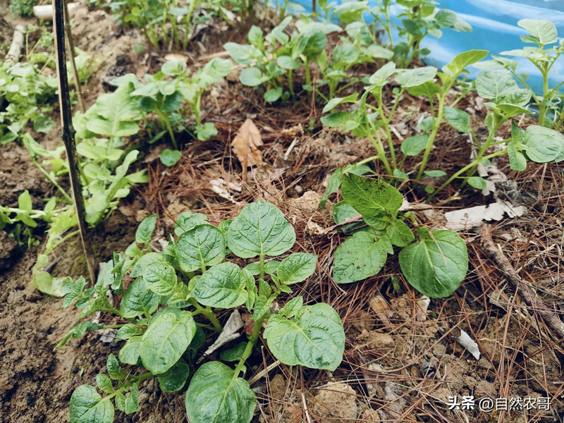 Early potato cultivation techniques