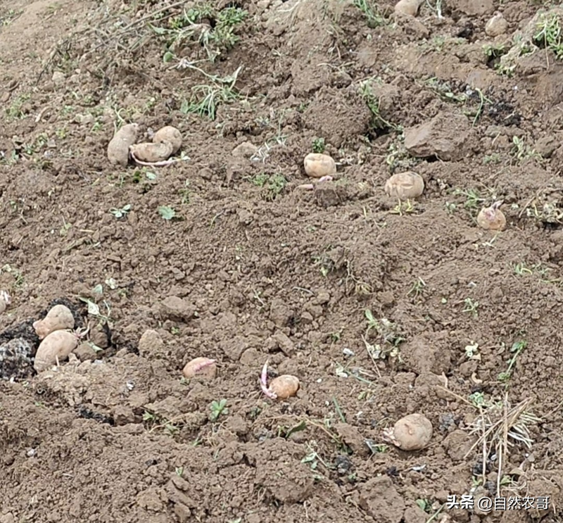 Early potato cultivation techniques