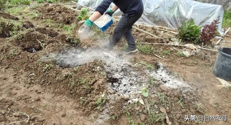 Early potato cultivation techniques