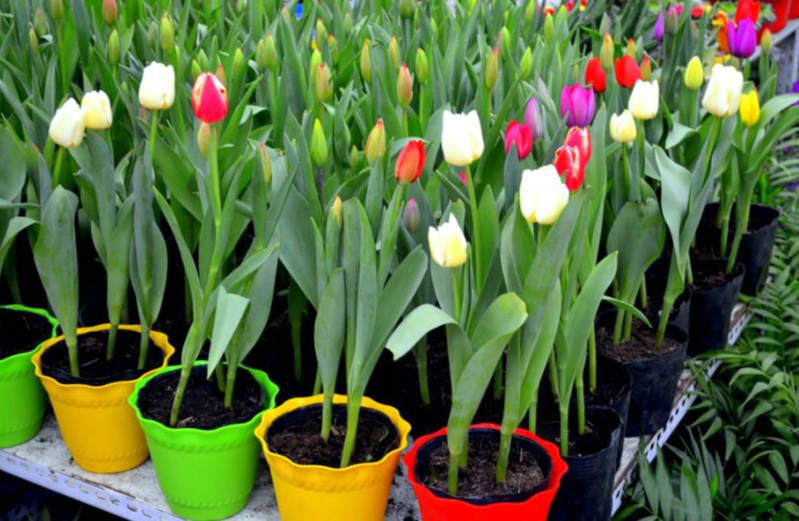 Tulip cultivation methods and techniques