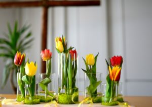 Tulip cultivation methods and techniques