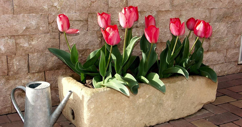 Tulip cultivation methods and techniques