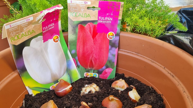 Tulip cultivation methods and techniques