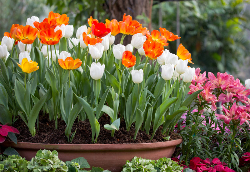 Tulip cultivation methods and techniques