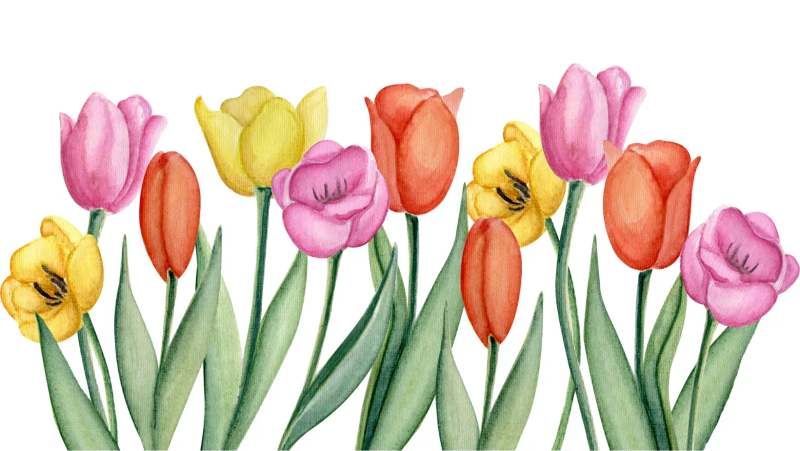 Tulip cultivation methods and techniques