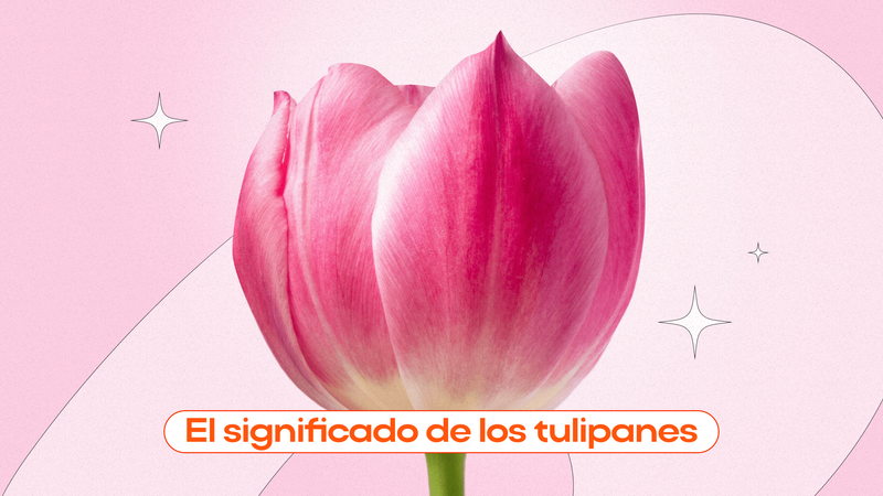 Tulip cultivation methods and techniques