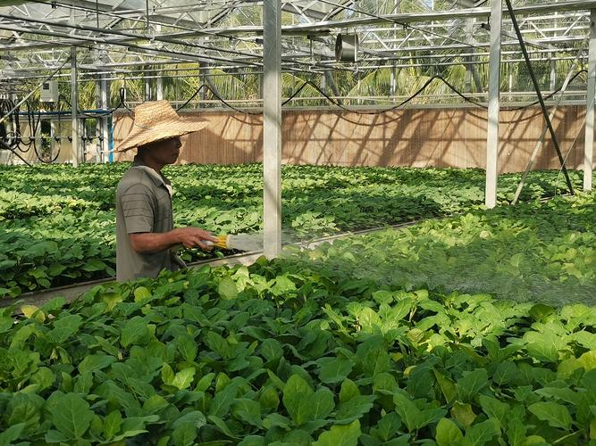 甜瓜种植技术视频播放