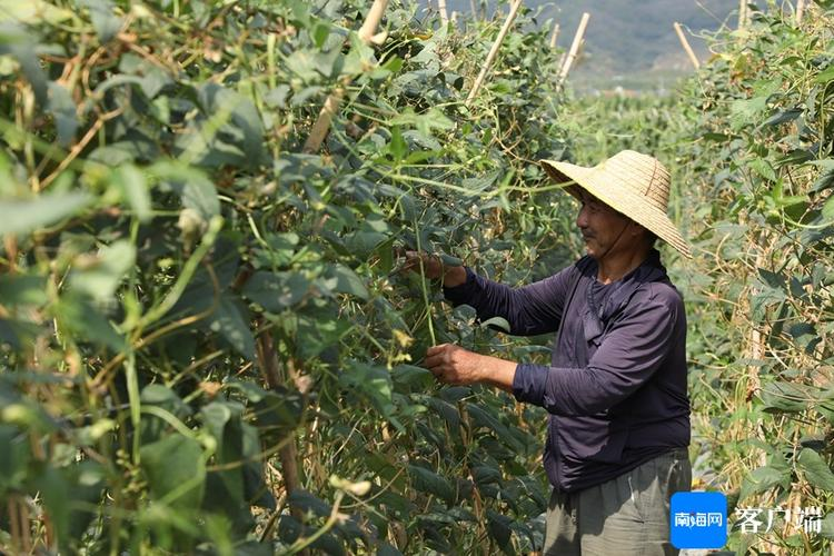 甜瓜种植技术视频播放