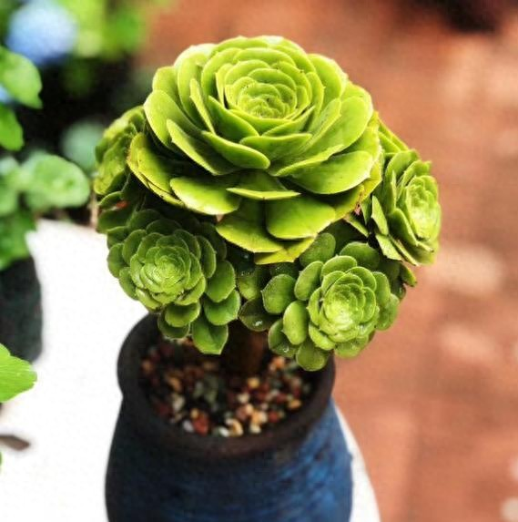 The method of planting the meat plant