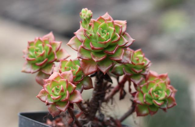 The method of planting the meat plant