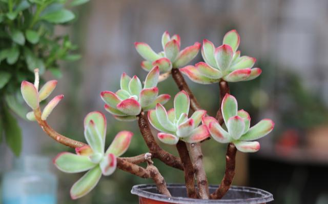 The method of planting the meat plant