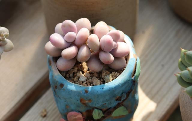 The method of planting the meat plant